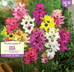 Ixia Mixed 20 ct