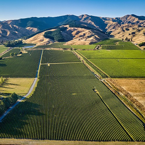 slide 3 of 10, Frenzy Sauvignon Blanc Mount Richmond Estate, Marlborough, 750 ml