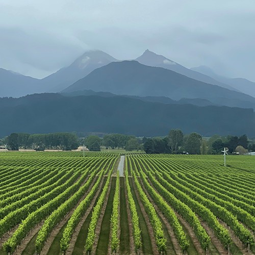 slide 5 of 10, Frenzy Sauvignon Blanc Mount Richmond Estate, Marlborough, 750 ml