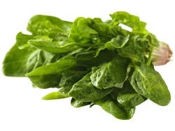 Fresh Spinach Bunch
