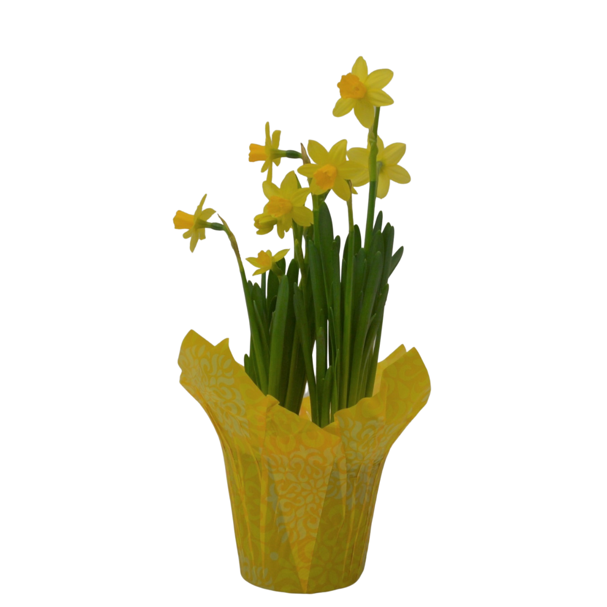 slide 1 of 1, Mini Daffodils, Potted with Cover, 4.5", 1 ct