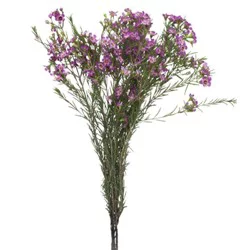 Jolo Garden Bunches Wax Flower (Where Available)