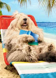 Avanti Card Retire Lounging Sheep Dog
