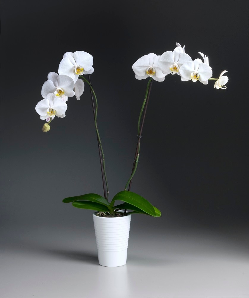 slide 1 of 1, White Orchid In Ceramic, 5 in