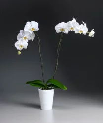 White Orchid In Ceramic