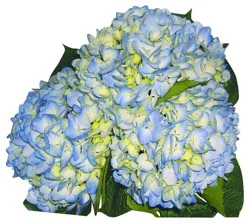 Bloom Haus Hydrangea
