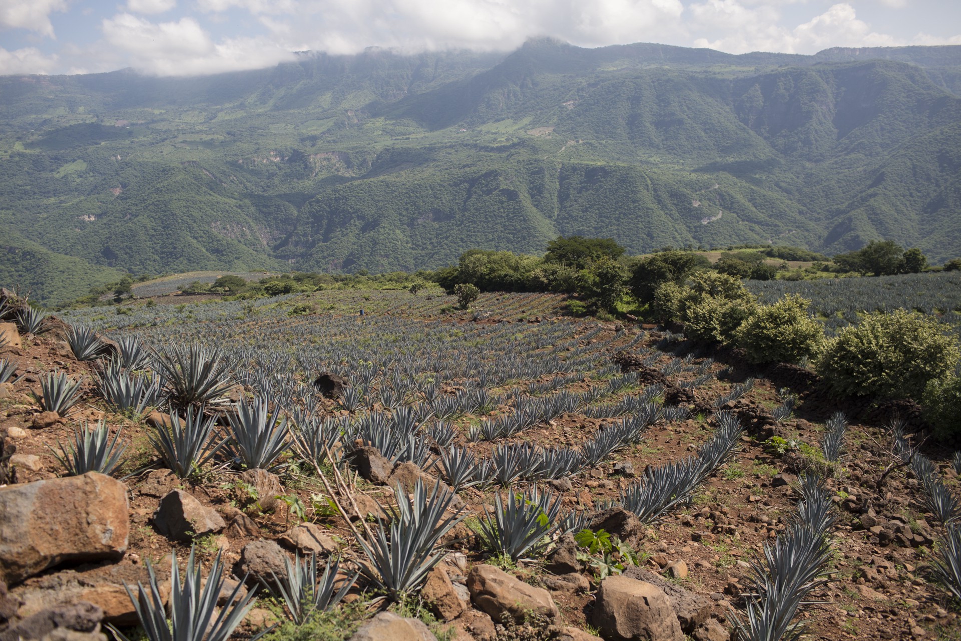 slide 5 of 8, Tres Agaves Organic Agave Nectar 12.7 fl oz, 375 ml