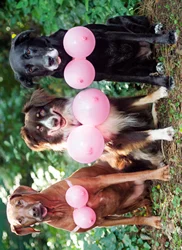 Avanti Three Dogs With Pink Balloon
