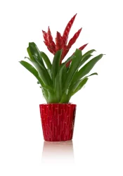 Green Circle Grower 5 In Ceramic Bromeliad