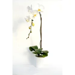 Potted 5 inch White Orchid Ceramic