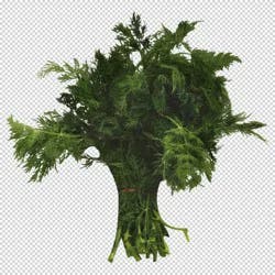 Herb Dill Bunch Organic