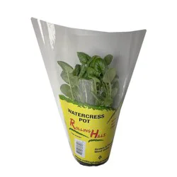Rolling Hills Greenhouse Watercress Pot