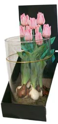 Floral Bulbs in Glass, 1 each