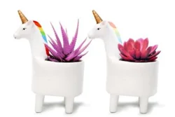 Prideful Unicorn with succulent