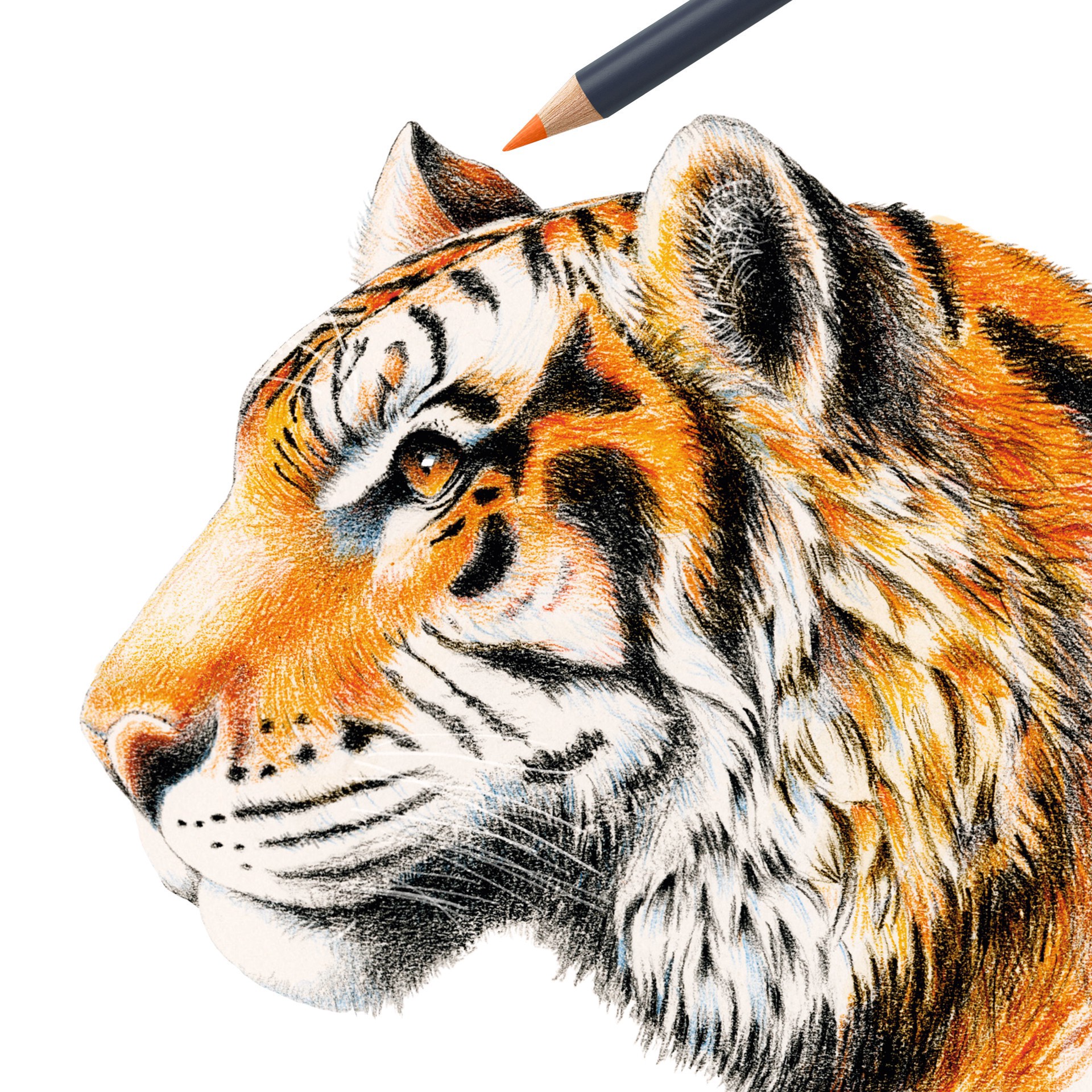 slide 4 of 7, Faber-Castell Goldfaber Basic Color Pencils, 12 pencils