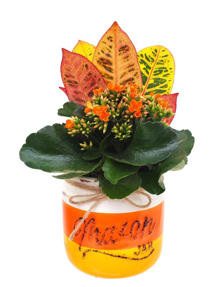 slide 1 of 1, FP Candy Corn Mason Garden Plant, 1 ct