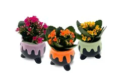 Mini Cauldron Flowering Plants - Assorted