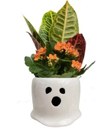 Ghoul Gang Mason Garden Plant