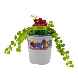 Spring Creek Growers Groovy Creeping Jenny