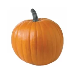 Fresh Pumpkin Large