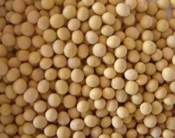 Bulk Peas & Beans Organic Soybeans