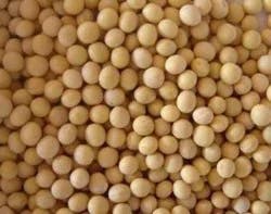 Bulk Peas & Beans Organic Soybeans