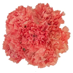 Floral & Vine Carnation, Bunch