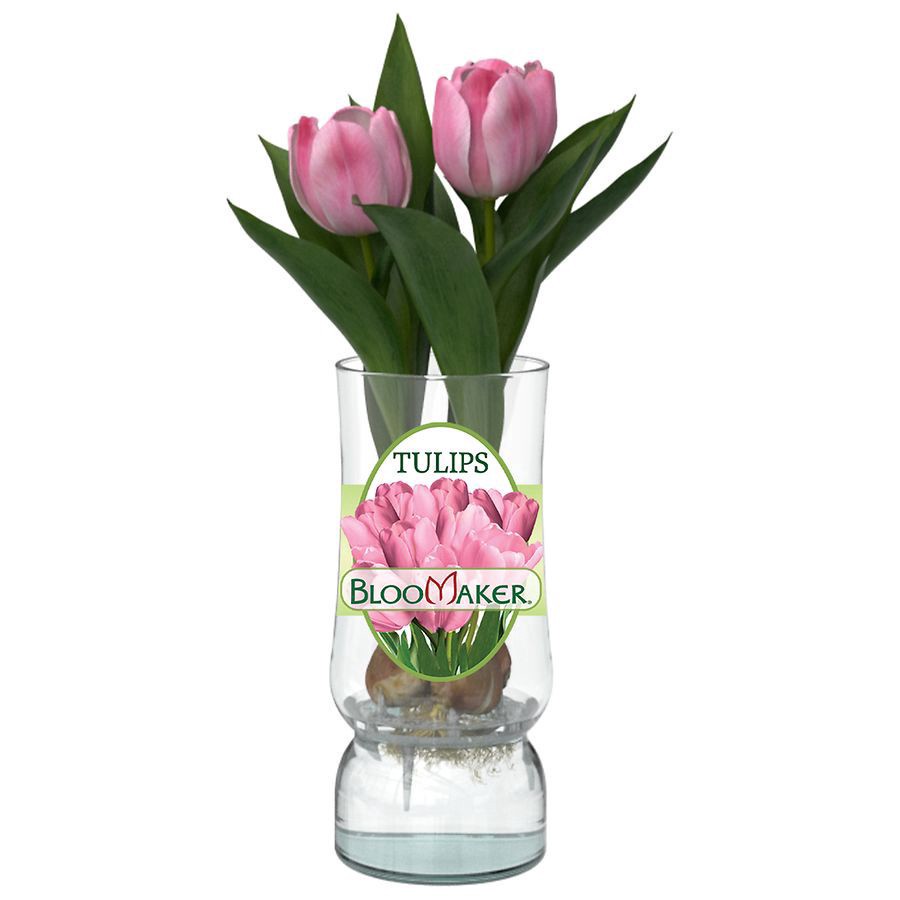 slide 3 of 3, Bloomaker Easter Tulips in Glass, 1 ct