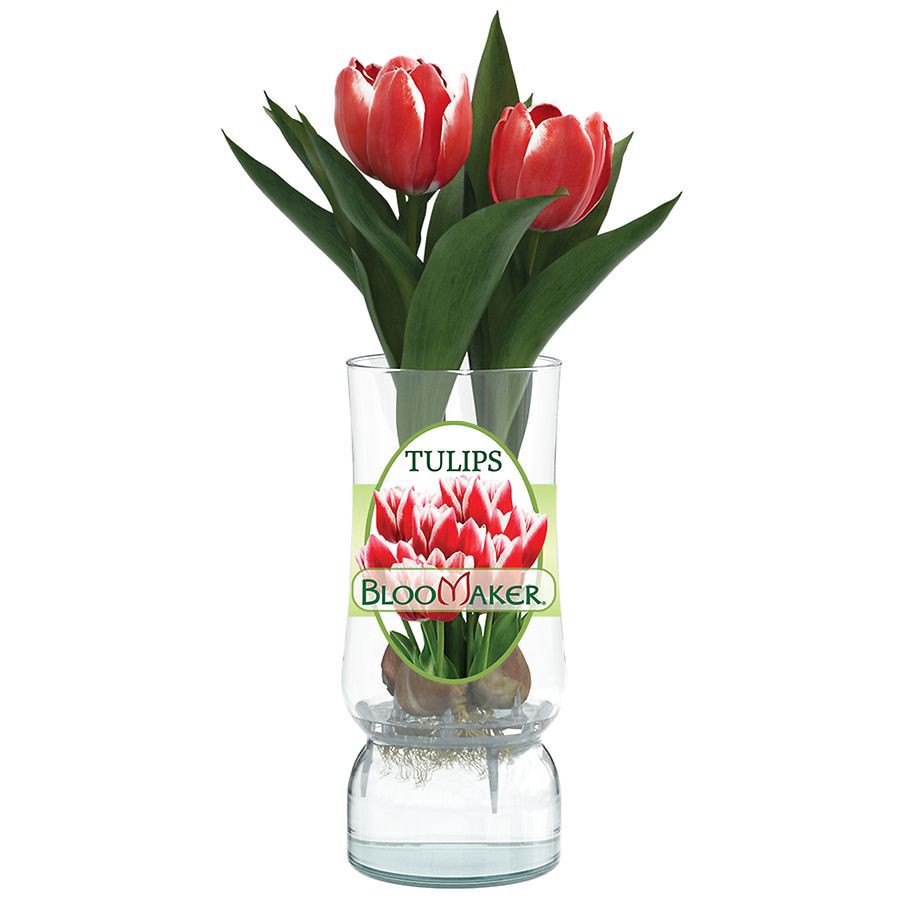slide 2 of 3, Bloomaker Easter Tulips in Glass, 1 ct