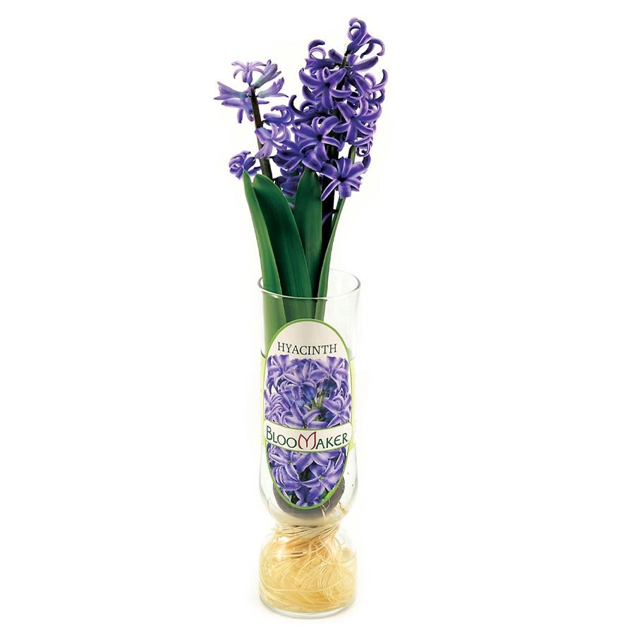 slide 2 of 2, Bloomaker Easter Hyacinth in Glass, 1 ct