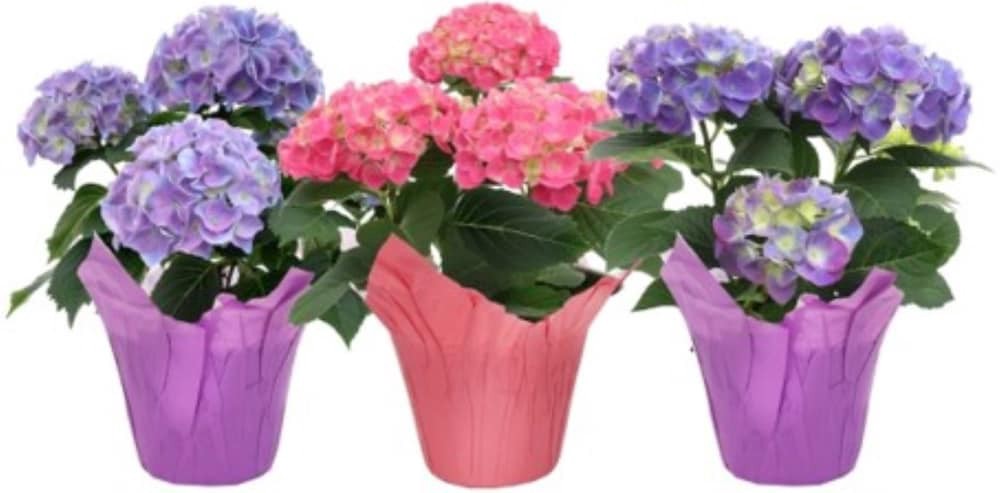 slide 1 of 1, Hydrangea in Covered Pot, 6 in
