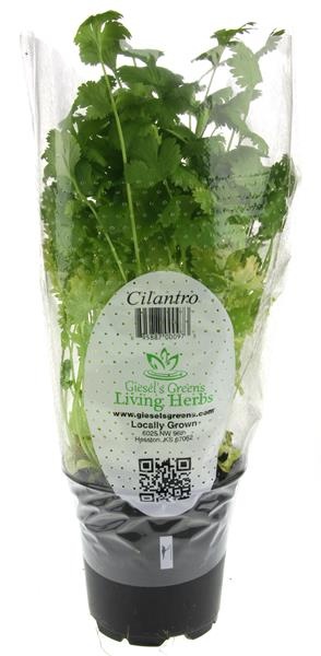 slide 1 of 1, Giesel's Greens Living Herbs Cilantro, 1 ct