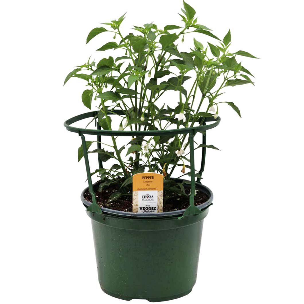 slide 1 of 1, H-B Texas Backyard The Veggie Patch Cheyenne Chili Pepper Plant - 8 in, 8 in
