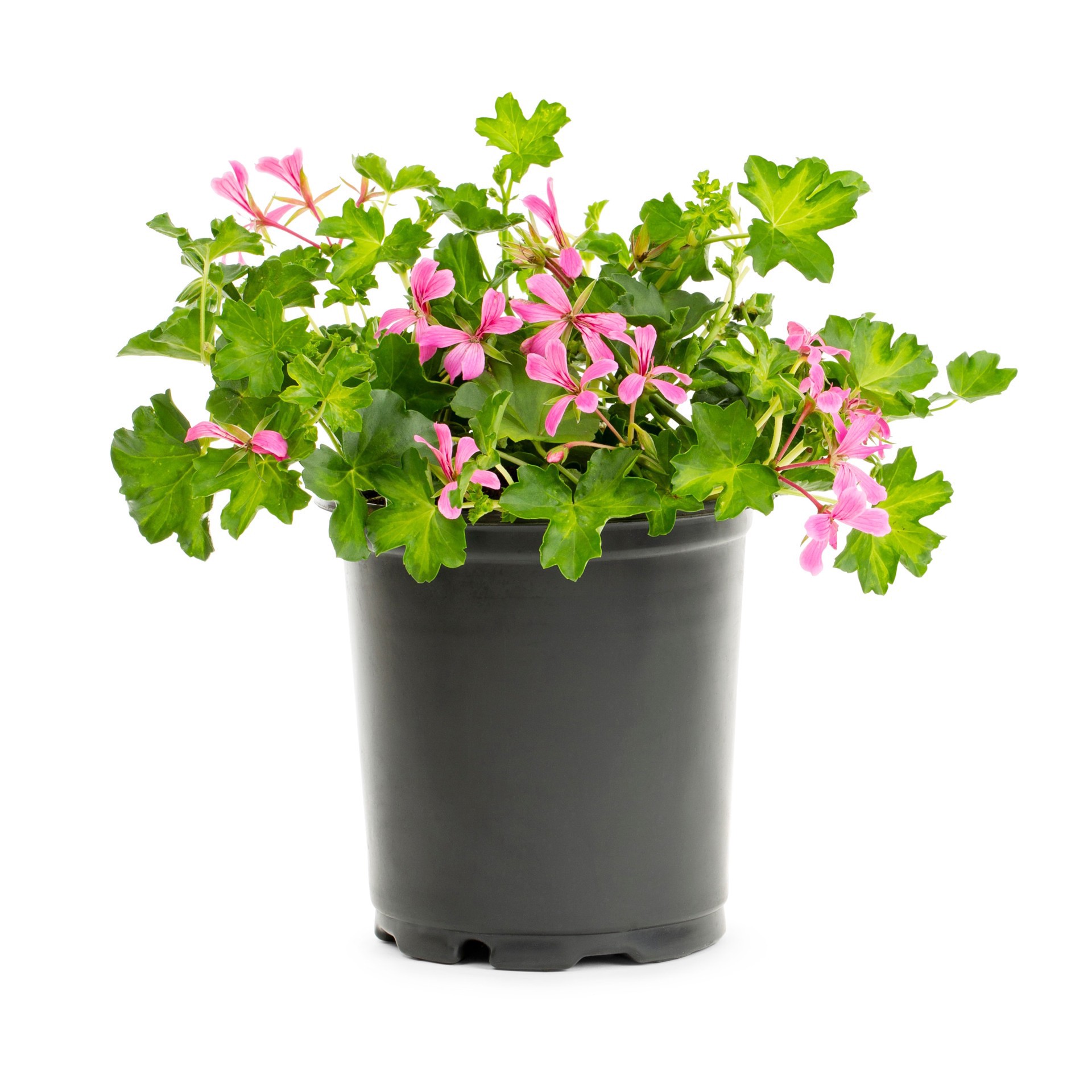 slide 1 of 2, Geranium Ivy Assorted - Ga, 1 ct
