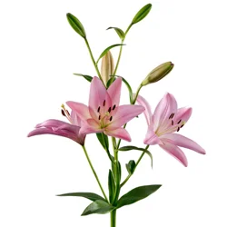 Floral & Vine Lily Asiatic Bunch