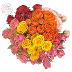 slide 1 of 1, Harris Teeter Flower Gallery Spray Rose Bunch, 1 ct