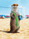 slide 1 of 1, Avanti Card Birthday Otter Wearing Mankini, 1 ct