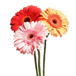 Floral & Vine Gerbera Daisy, Bunch