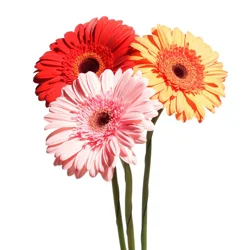 Floral & Vine Gerbera Daisy, Bunch