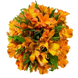 Floral & Vine Alstromeria, Bunch
