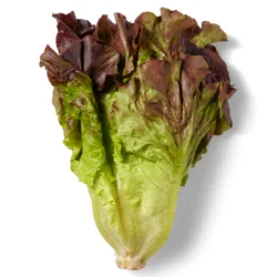 Red Leaf Lettuce, Bunch