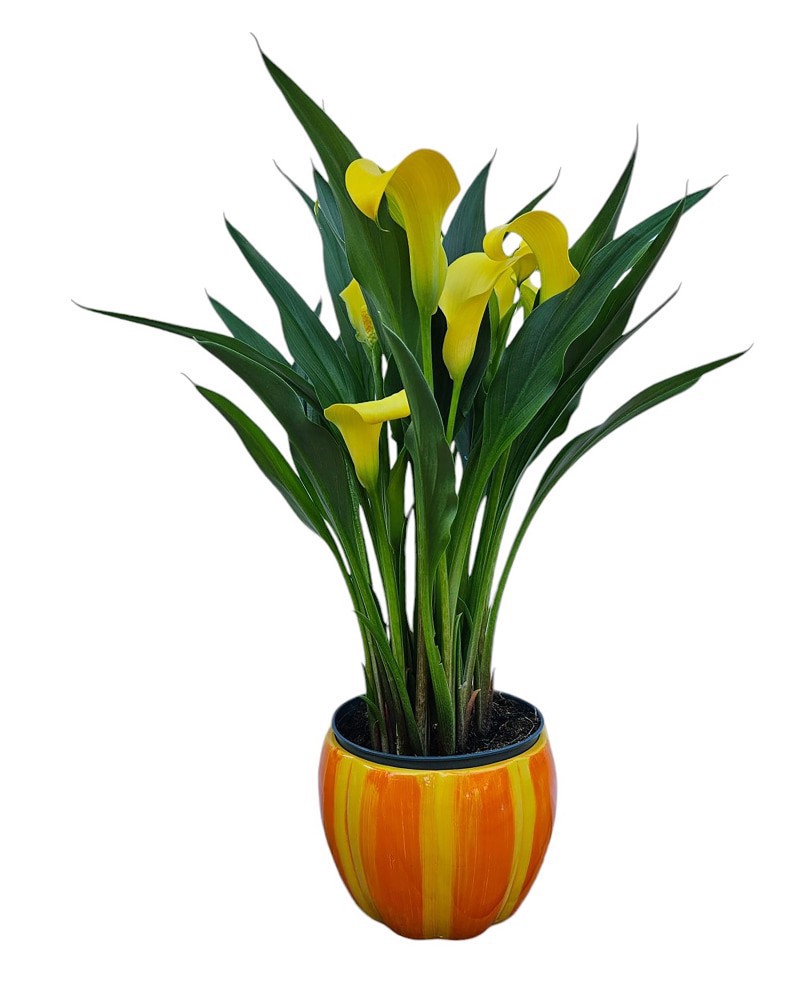 slide 1 of 1, Calla in 4-Inch Pumpkin Stripe Ceramic Pot, 4 in