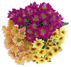 Bloom Haus Pom Peach Pink Dark Pink Assorted Bunch, 6 stem