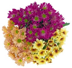 Bloom Haus Pom Peach Pink Dark Pink Assorted Bunch, 6 stem