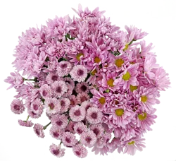 Bloom Haus Pom Purple Lavender Assorted Bunch, 6 stem