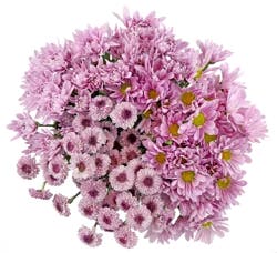 Bloom Haus Pom Purple Lavender Assorted Bunch, 6 stem