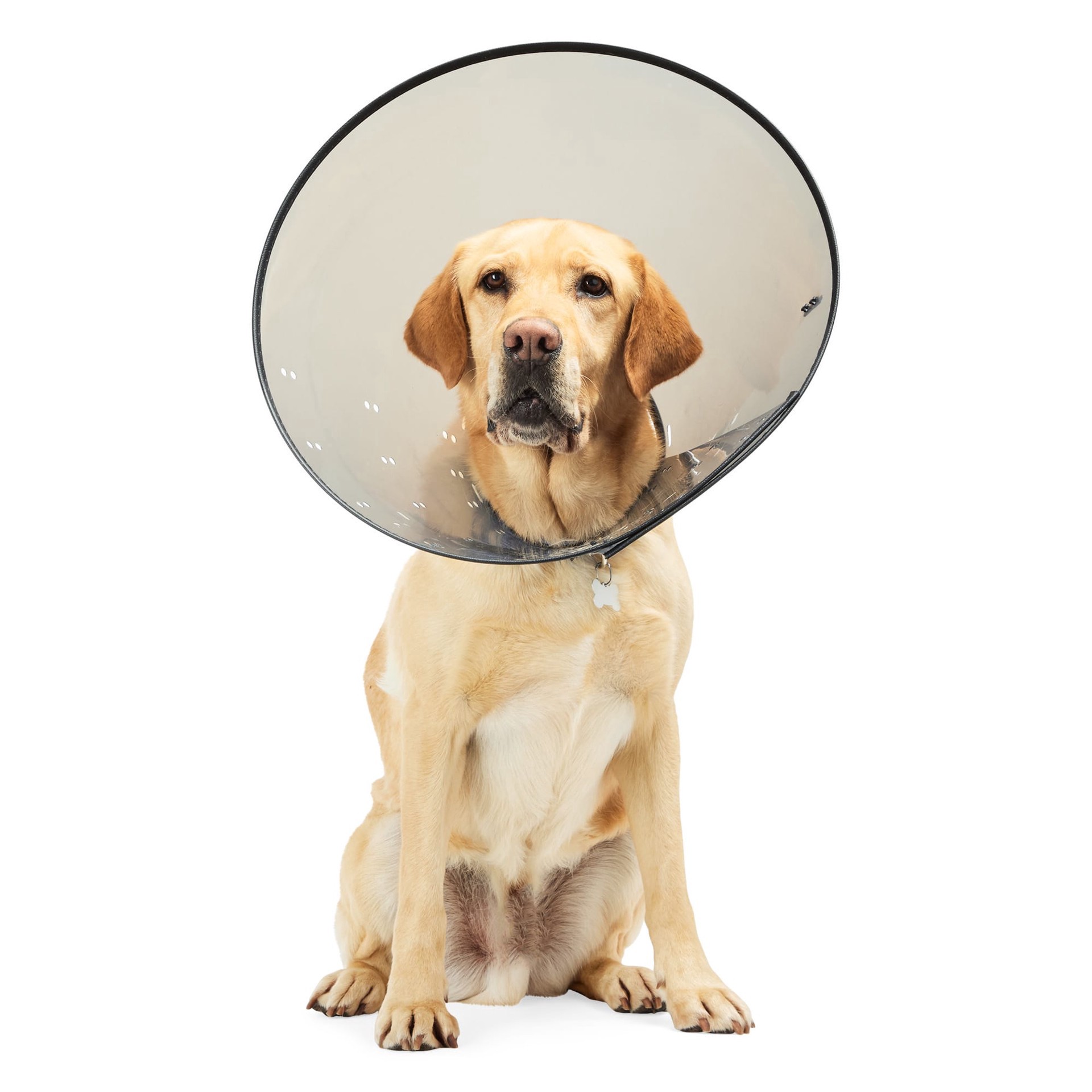 Recovery Collar Dog Cone Meijer Calm Paws Petsmart Donut Cone