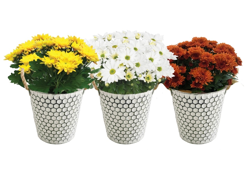 slide 1 of 1, Mums In Honey Comb Tin With Rope Handles - Assorted, 6 in