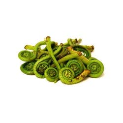 Fiddlehead Fern