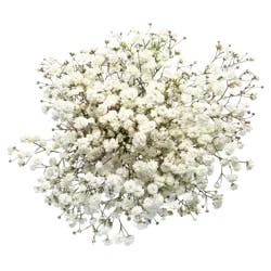 Floral & Vine Gypsophila, Bunch